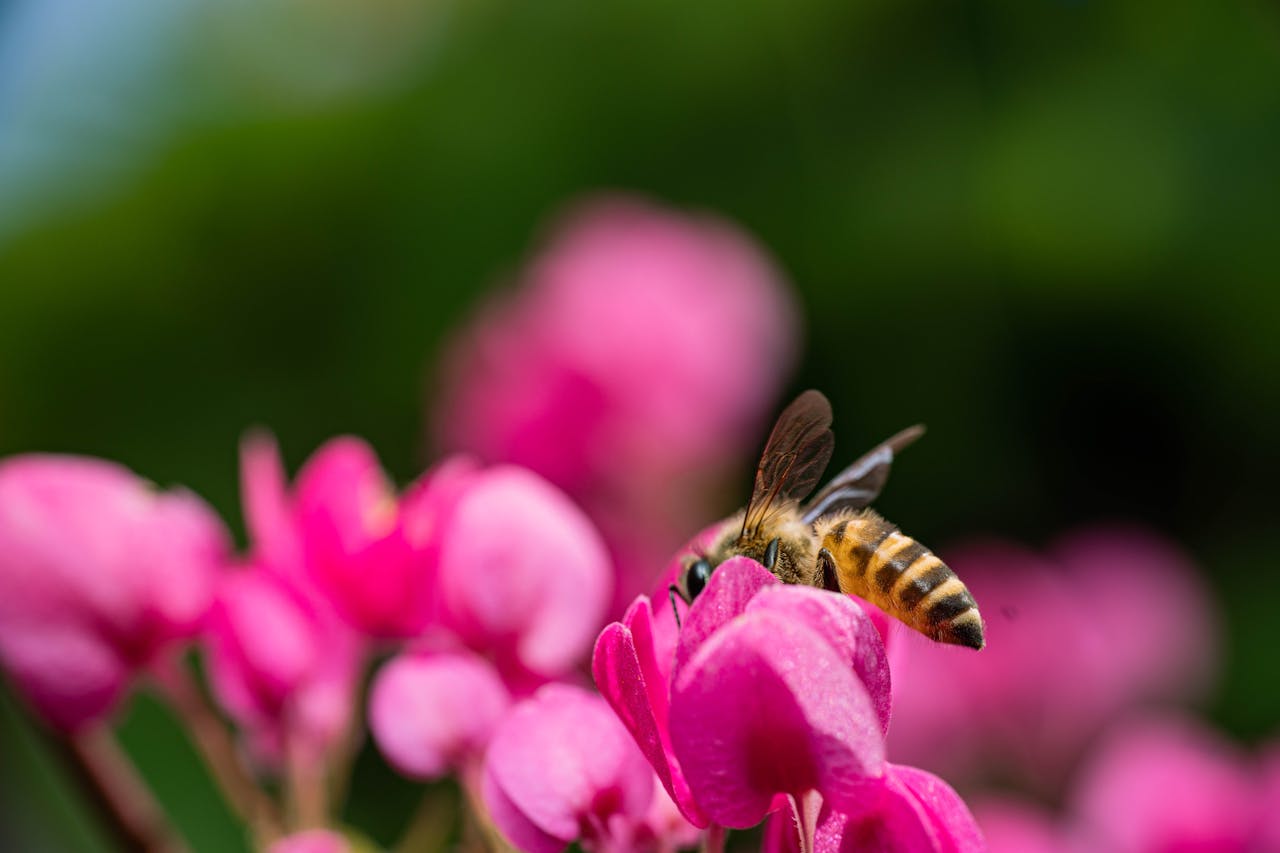 Mastering the First Impression: Your intriguing post title goes here A close-up of a honeybee collecting pollen from vibrant pink flowers in a Jakarta garden.