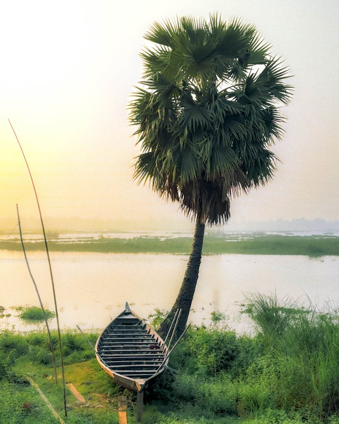 services-02 Peaceful sunrise over a scenic wetland with a lone boat and palm tree in Gazipur, Bangladesh.